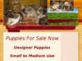 puppies-for-sale-now.com