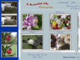 abeautifullifephotography.com