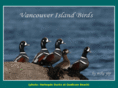 vancouverislandbirds.com
