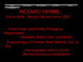 pickardfarmsshowcattle.com