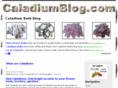 caladium-bulb.com