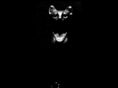 thecatphotographer.com
