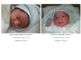 zanetta.org