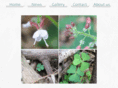 taiji-forum.org