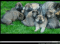 sundogeurasiers.com