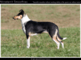 smooth-collie.info