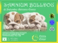 bulldogsamnium.com