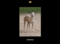 whippets-de-la-tour-enchantee.com