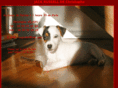 jackrussel.net