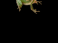 frogsites.com