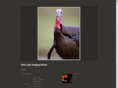 wildlightimagingstudio.com