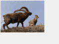 face-bouc.com
