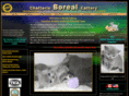 boreal-cats.com