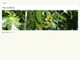 orleansbeans.com