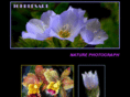 tohbeesart.com