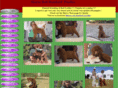 sherocstandardpoodles.com