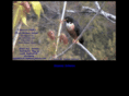 black-shaheen-falcon.com