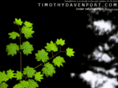 timothydavenport.com