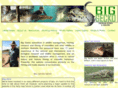 big-gecko.com