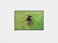 pukeko.org