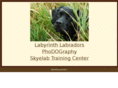 labyrinthlabradors.com