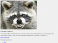 racoonfights.com