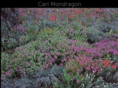 mondragonfineart.com