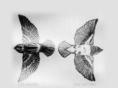 studiosparrow.com