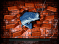 onthewallfishing.com