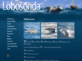 dolphinwatching-madeira.com