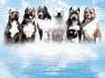 greatlakesbullyz.com