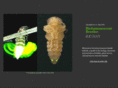 bioluminescentbeetles.com