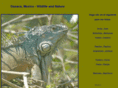 oaxacawildlife.org