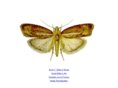 waxmoth.com