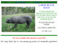 largeblackhogs.com