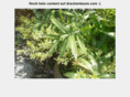 drachenbaum.com