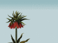 emilycarterflowers.com