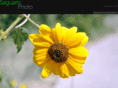 saguarophoto.com