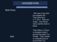 hoosierpups.com