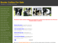 bordercolliesforsale.org