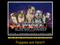 phxsbluebulldog.com