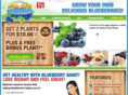 blueberrygiantplant.com
