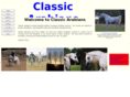 classicarabians.com