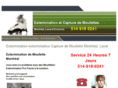 exterminationmoufette.ca