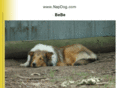 napdog.com
