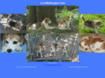 lovemybeagles.com