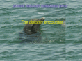 dolphinencounter.com
