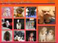 tinyteacupspoodles.com