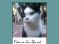 peetiethecat.com