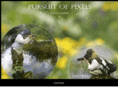 pursuitofpixels.com